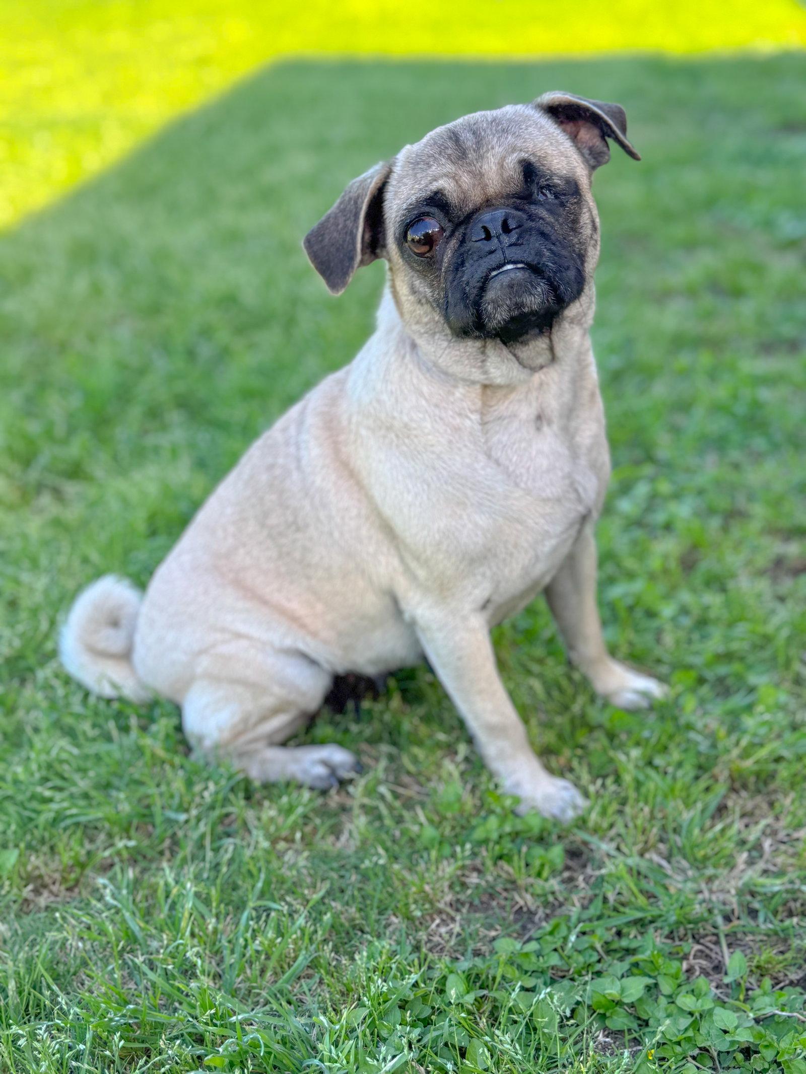 Enlarge Raspberry, a Adoptable Pug in Helotes, TX image 3/3