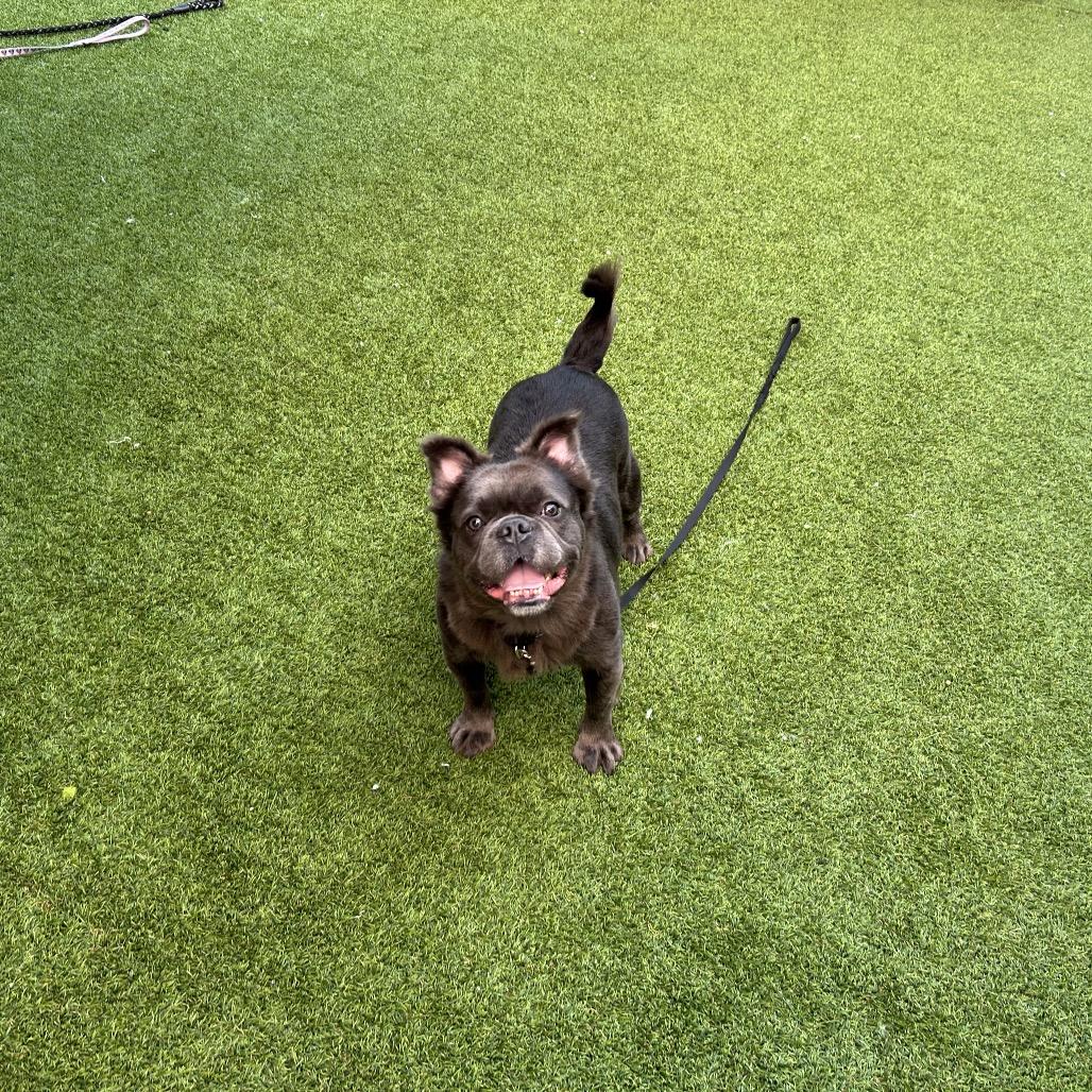 Skye — thumbnail 4