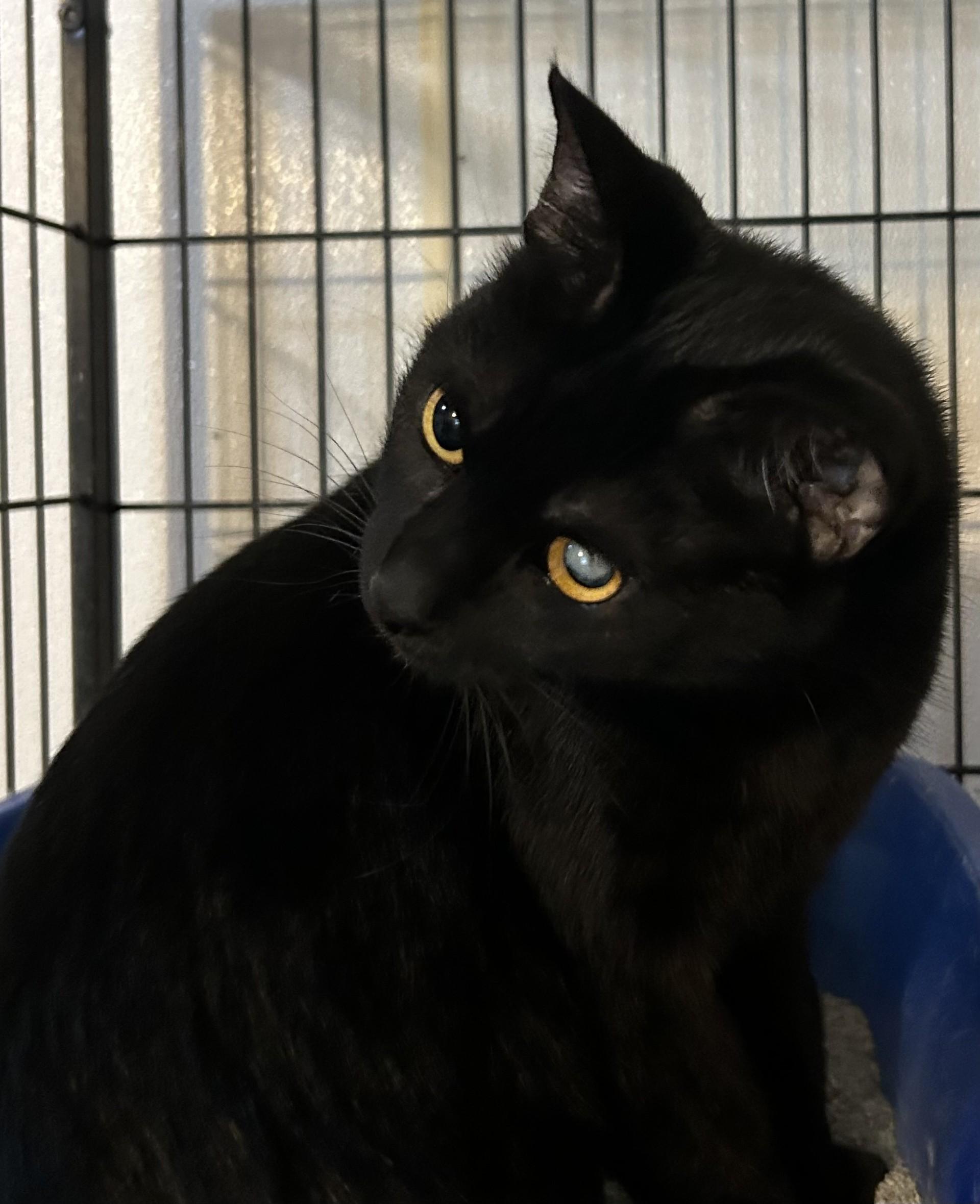 Bella, ADOPTABLE, Adult Female Domestic Short Hair.