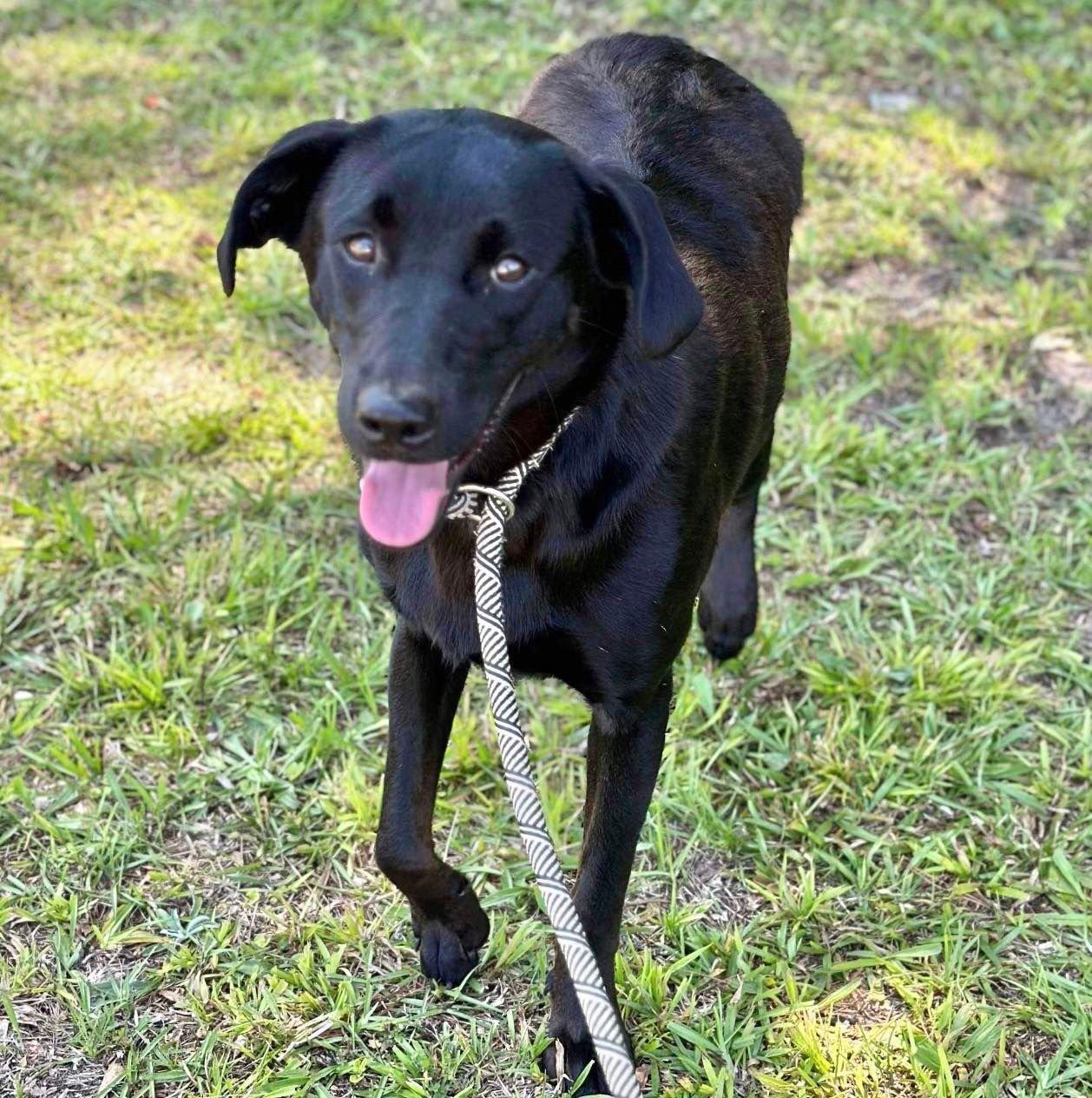 Shep, a Adoptable Labrador Retriever in Grand Bay, AL image 1/3