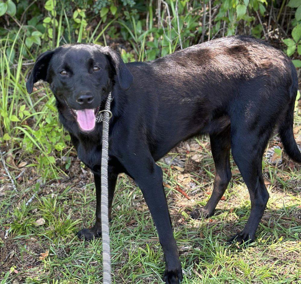 Shep, a Adoptable Labrador Retriever in Grand Bay, AL image 2/3