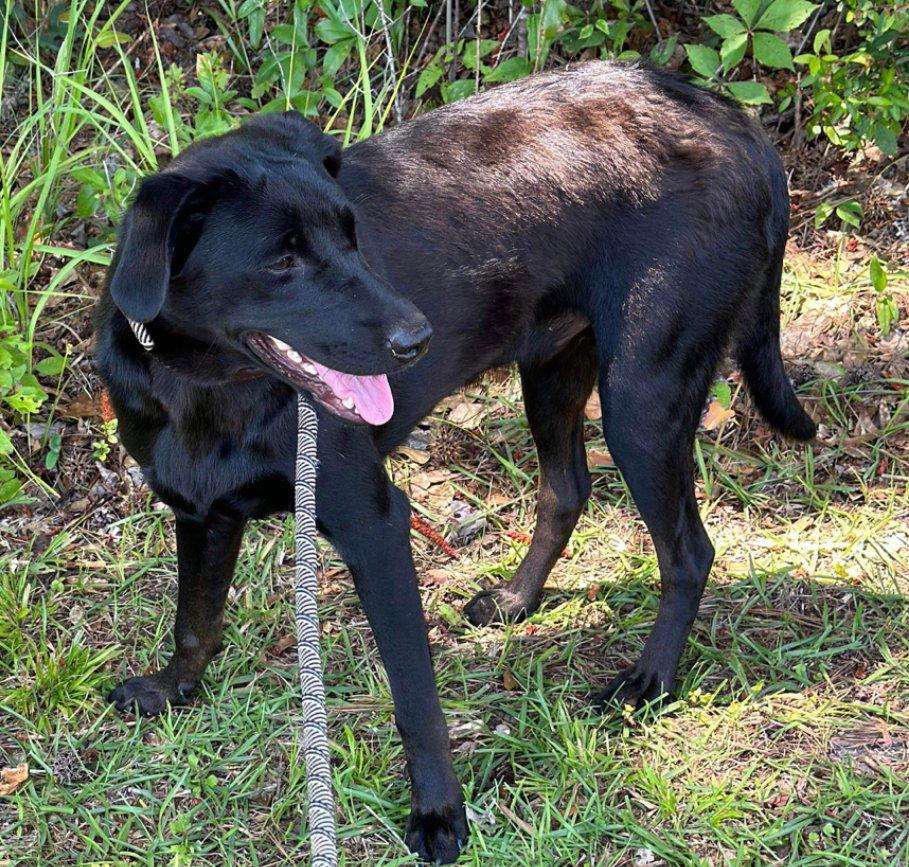 Shep, a Adoptable Labrador Retriever in Grand Bay, AL image 3/3