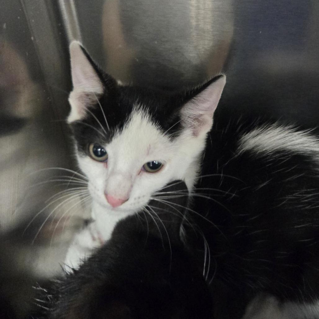 Tin Tin, Adoptable, Kitten Male Domestic Short Hair.