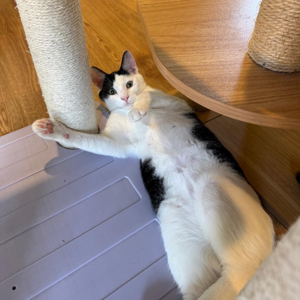 Enlarge Tin Tin, a Adoptable Domestic Short Hair in Lake Panasoffkee, FL image 2/6