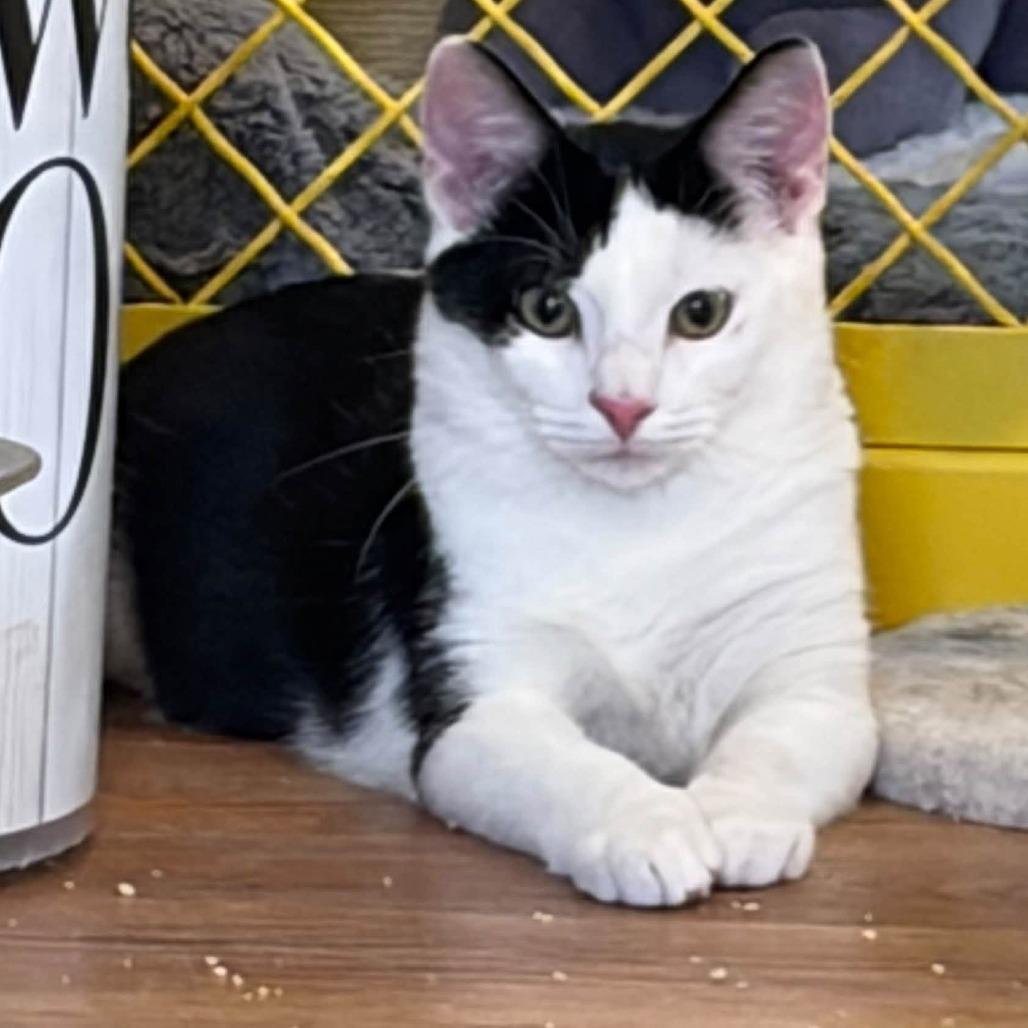 Enlarge Tin Tin, a Adoptable Domestic Short Hair in Lake Panasoffkee, FL image 3/6