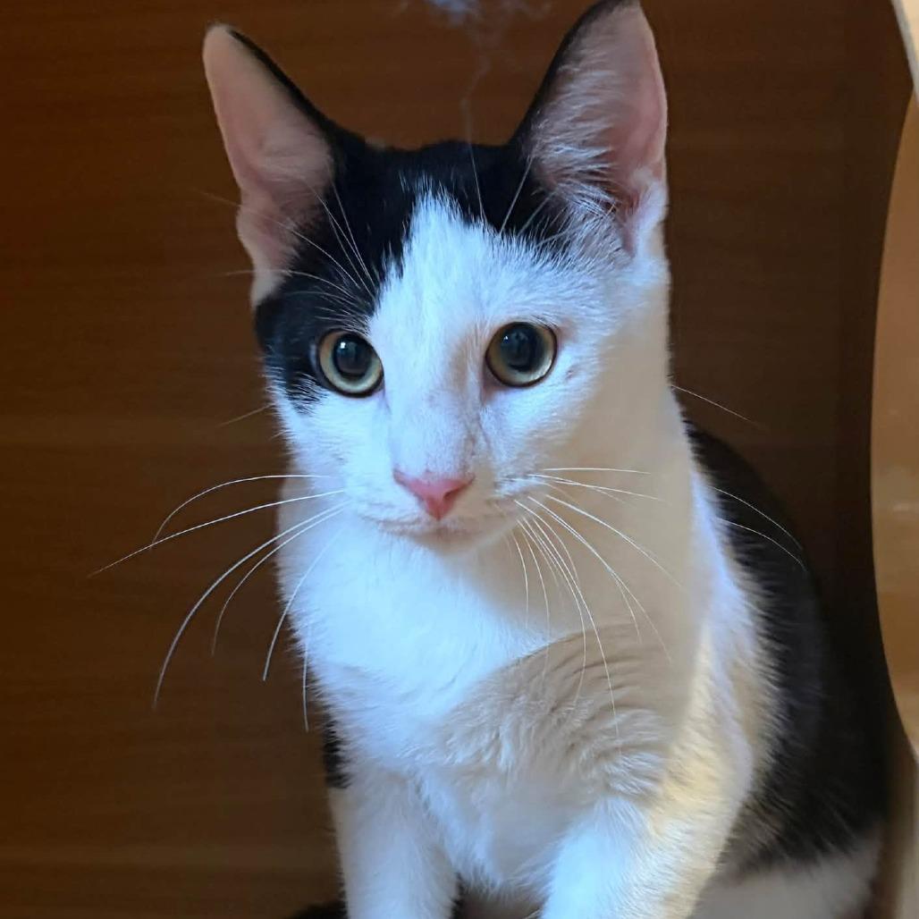 Enlarge Tin Tin, a Adoptable Domestic Short Hair in Lake Panasoffkee, FL image 4/6