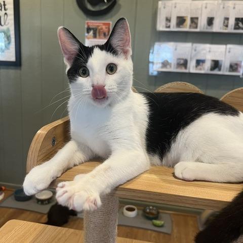 Enlarge Tin Tin, a Adoptable Domestic Short Hair in Lake Panasoffkee, FL image 5/6