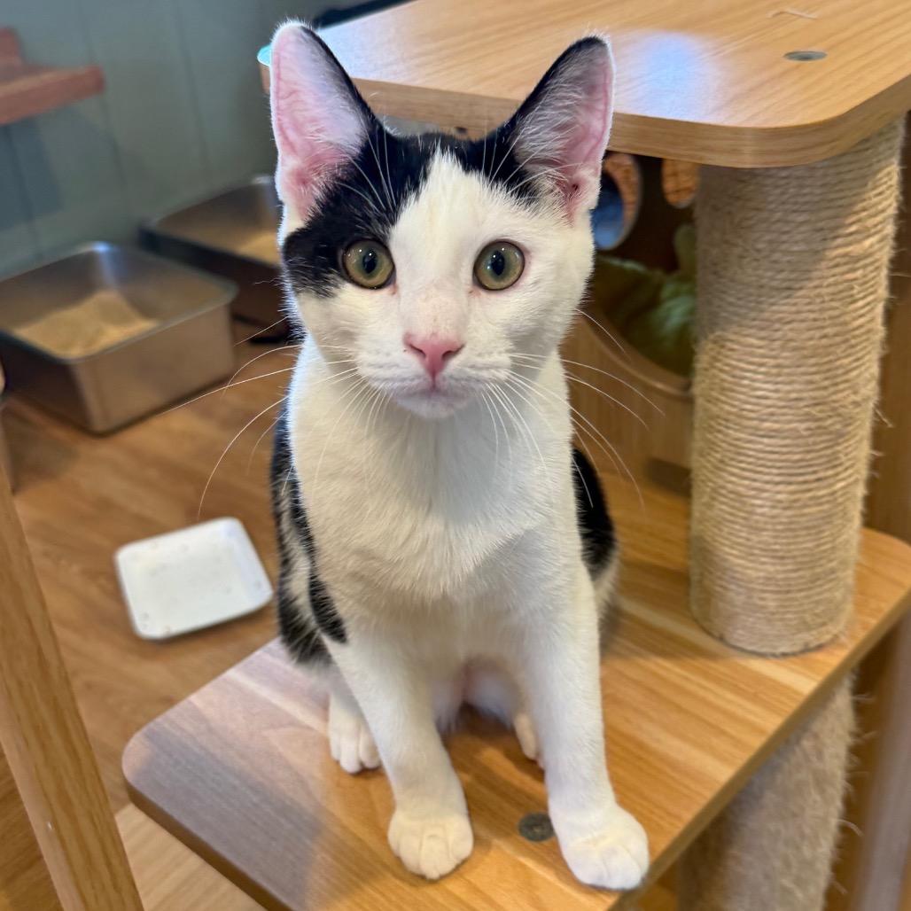 Enlarge Tin Tin, a Adoptable Domestic Short Hair in Lake Panasoffkee, FL image 6/6