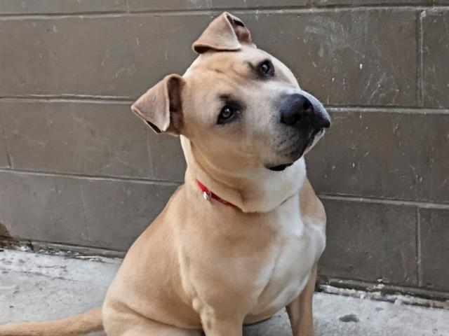 Enlarge BOBBY, a Adoptable Pit Bull Terrier in Kent, WA image 1/1