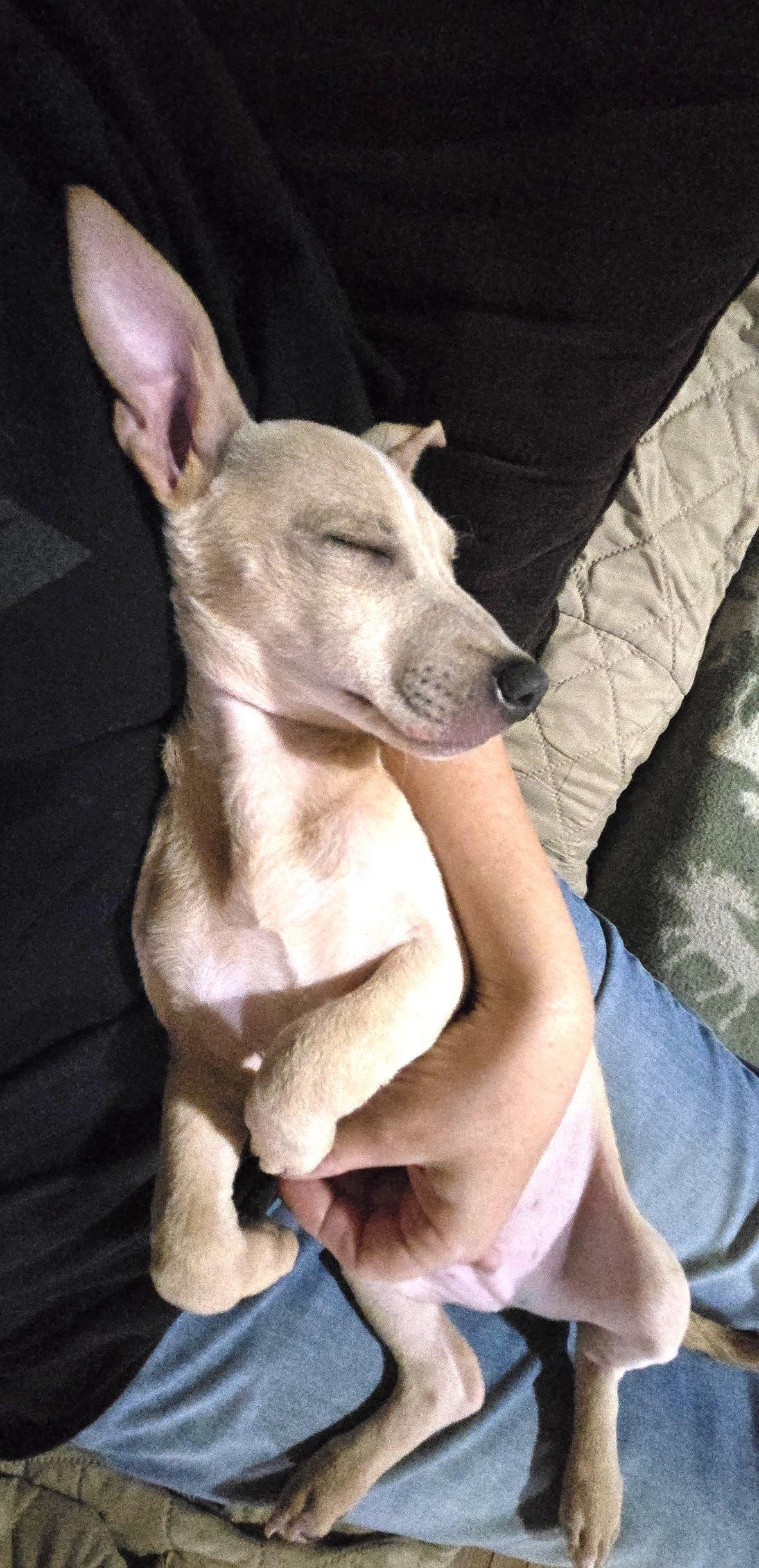 Shaggy , Adoptable, Puppy Male Chiweenie.