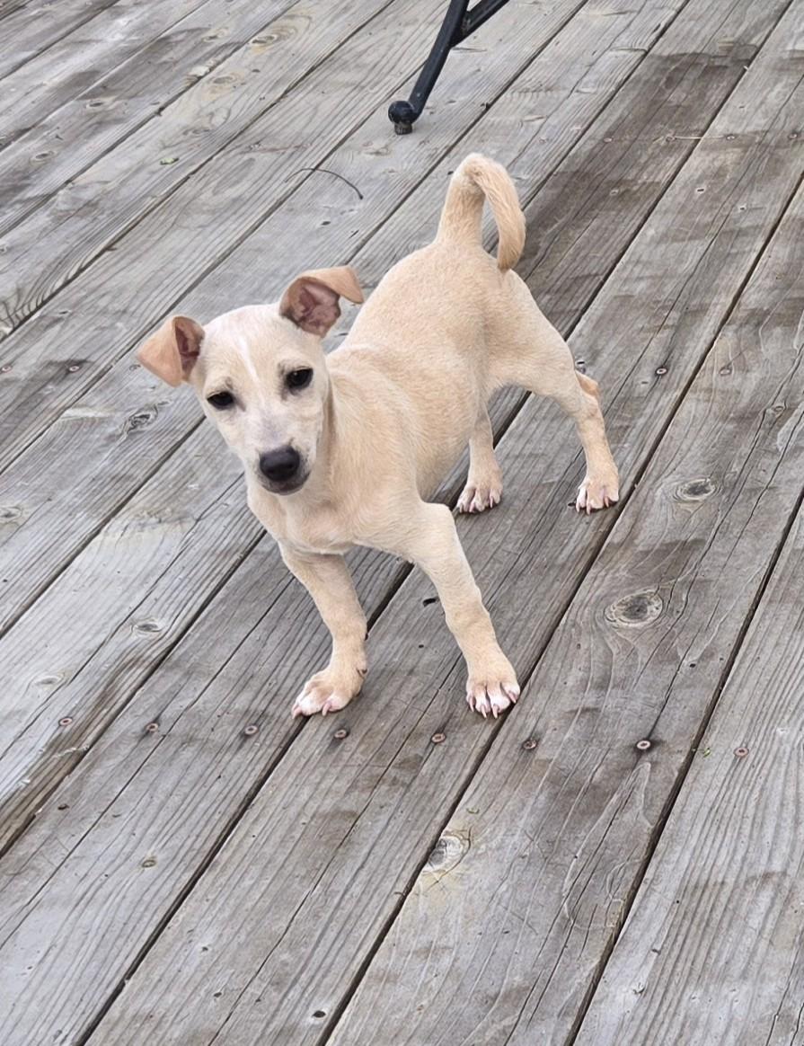 Enlarge Shaggy , a Adoptable mixed breed in Oakdale, CA image 2/3