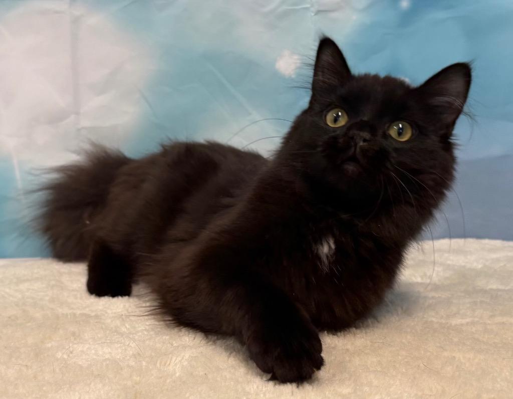 Enlarge Auggie, an adopted Domestic Medium Hair in Amery, WI image 4/5