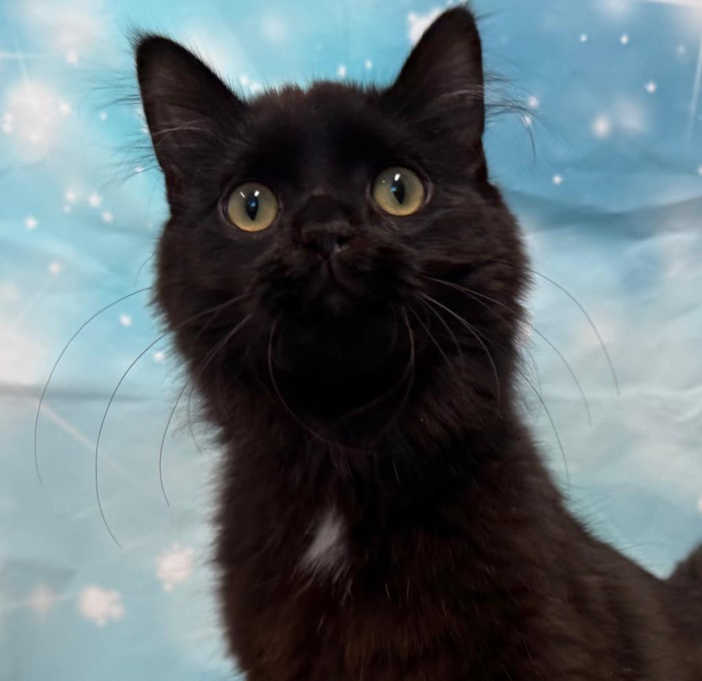 Auggie, adopted, Young Male Domestic Medium Hair.