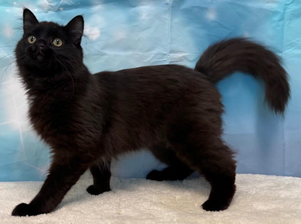 Enlarge Auggie, an adopted Domestic Medium Hair in Amery, WI image 2/5
