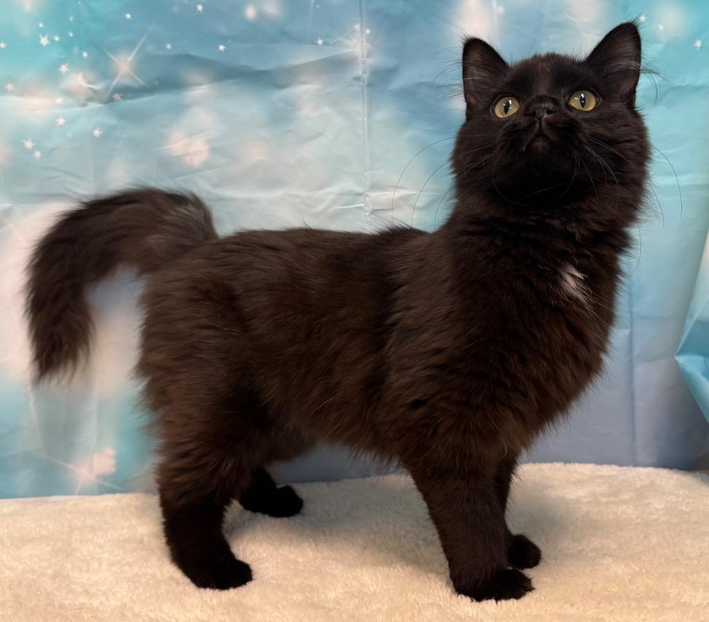 Enlarge Auggie, an adopted Domestic Medium Hair in Amery, WI image 3/5