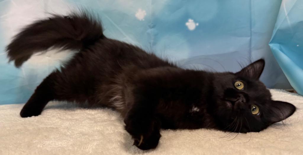 Enlarge Auggie, an adopted Domestic Medium Hair in Amery, WI image 5/5