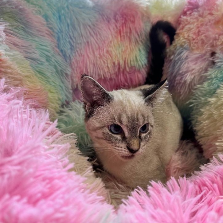 Enlarge Lily Rose, a Adoptable Siamese in New Port Richey, FL image 3/4