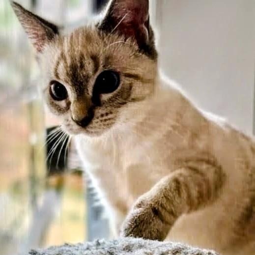 Enlarge Lily Rose, a Adoptable Siamese in New Port Richey, FL image 2/4