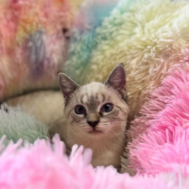 Enlarge Lily Rose, a Adoptable Siamese in New Port Richey, FL image 4/4