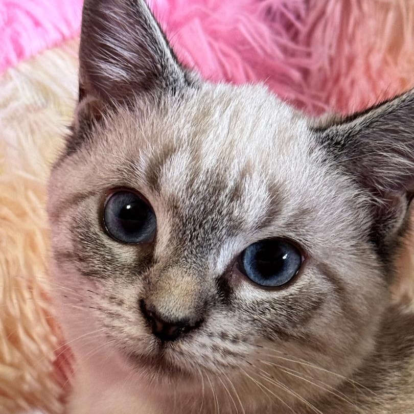 Lily Rose, Adoptable, Kitten Female Siamese.
