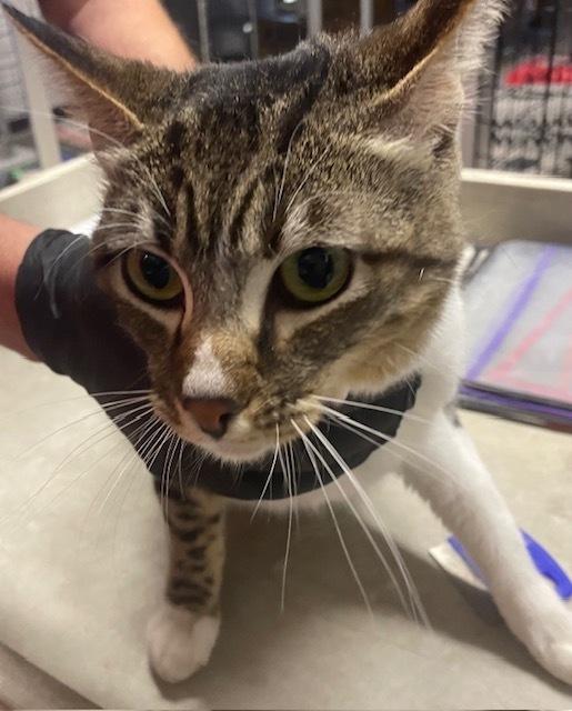 LILY, Adoptable, Adult Female Domestic Short Hair.