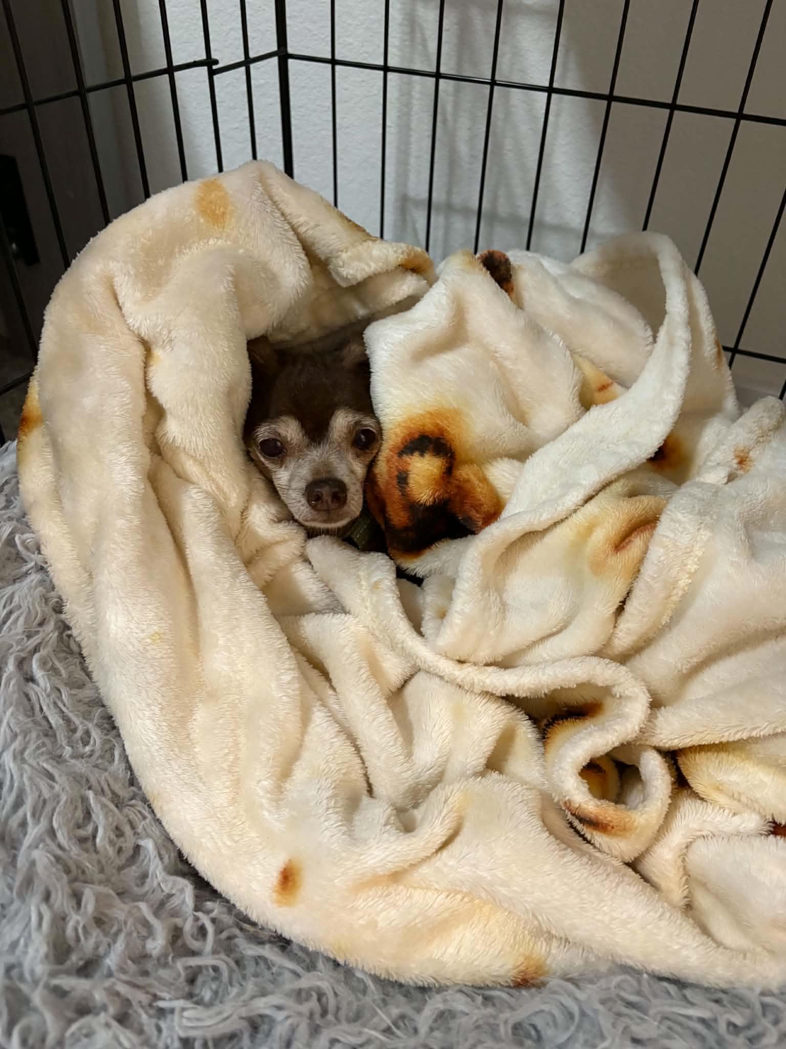 Enlarge Refried, a Adopted Chihuahua in Phoenix, AZ image 3/6