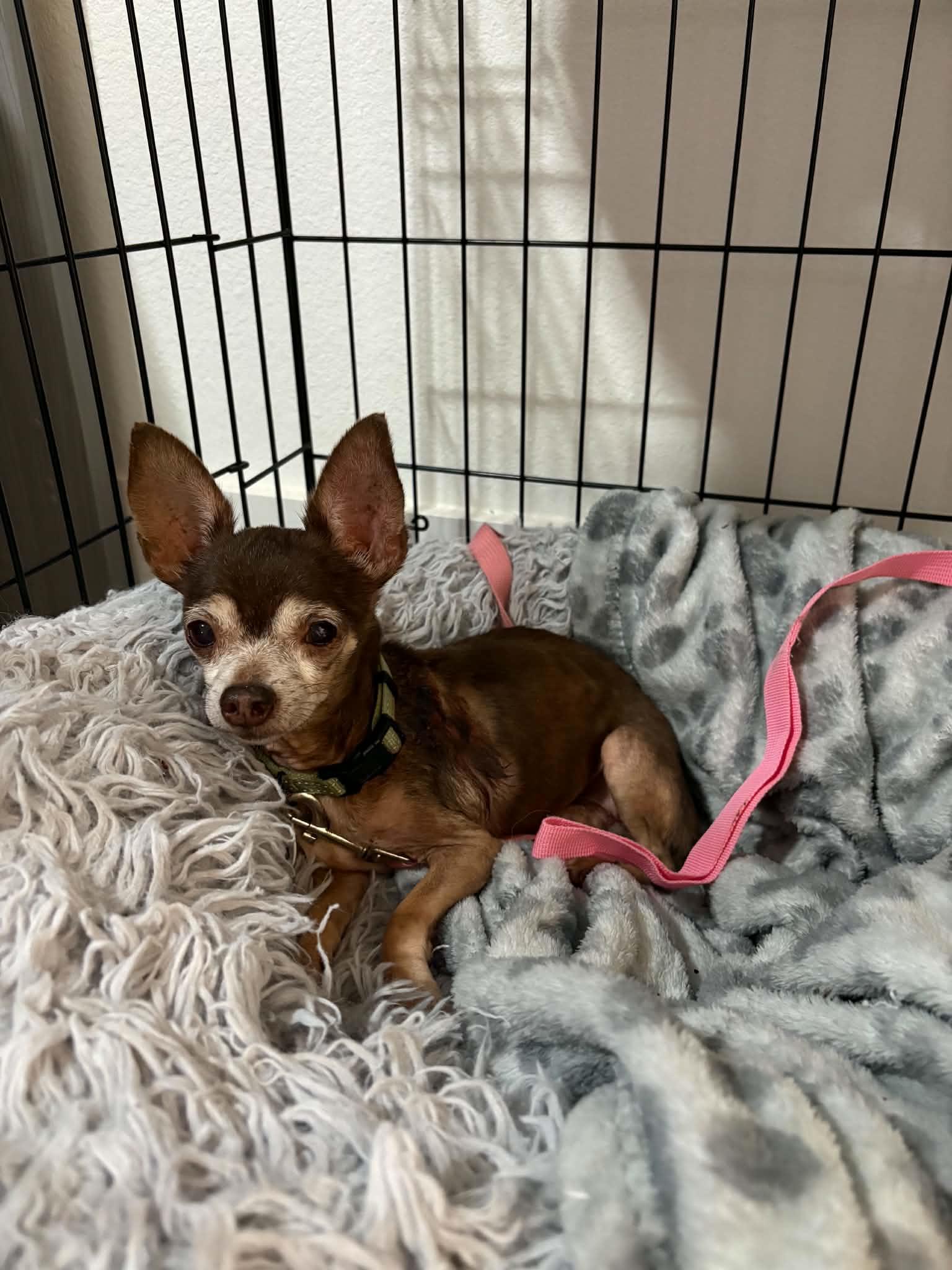 Enlarge Refried, a Adopted Chihuahua in Phoenix, AZ image 2/6