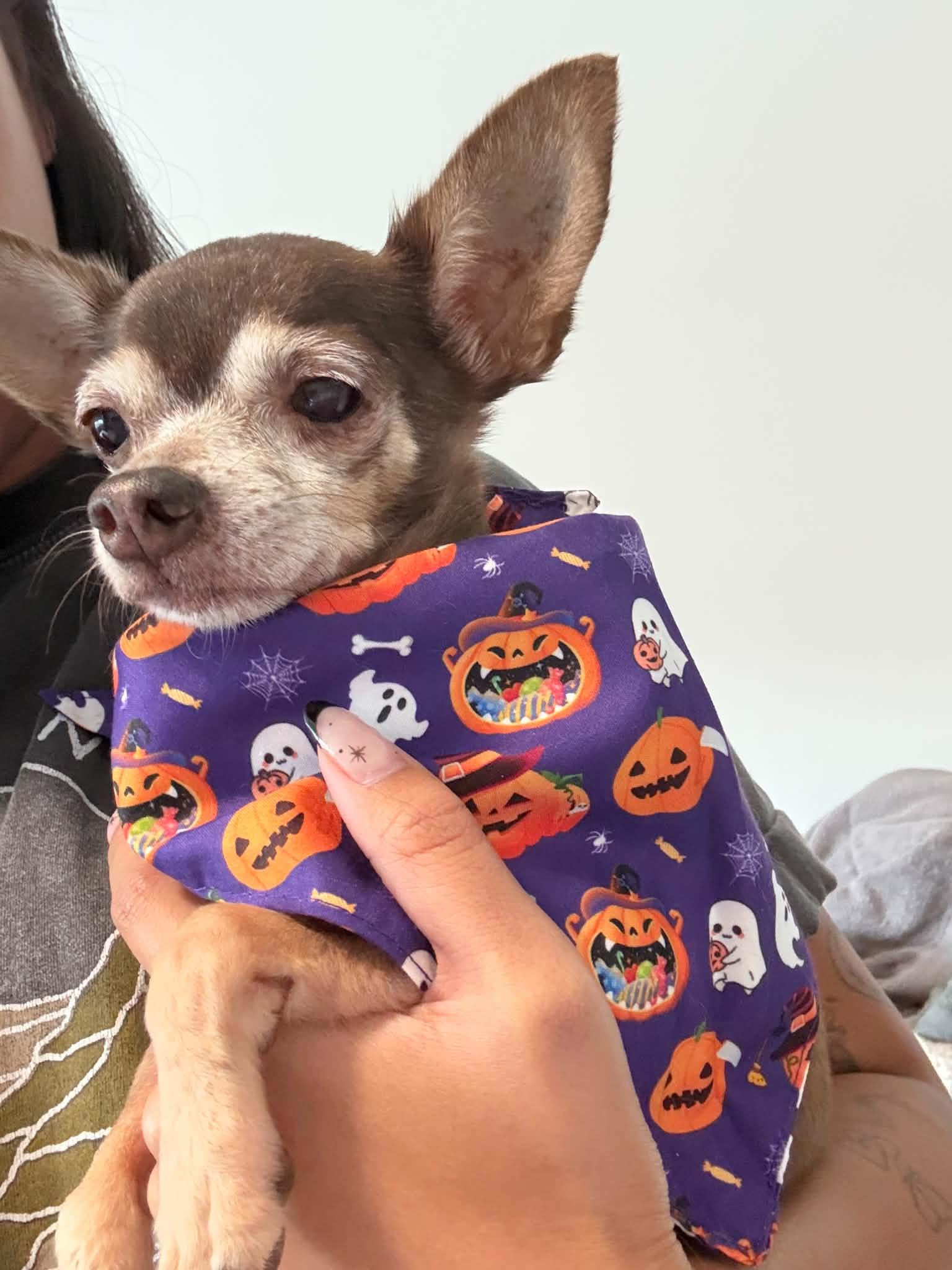 Enlarge Refried, a Adopted Chihuahua in Phoenix, AZ image 1/6