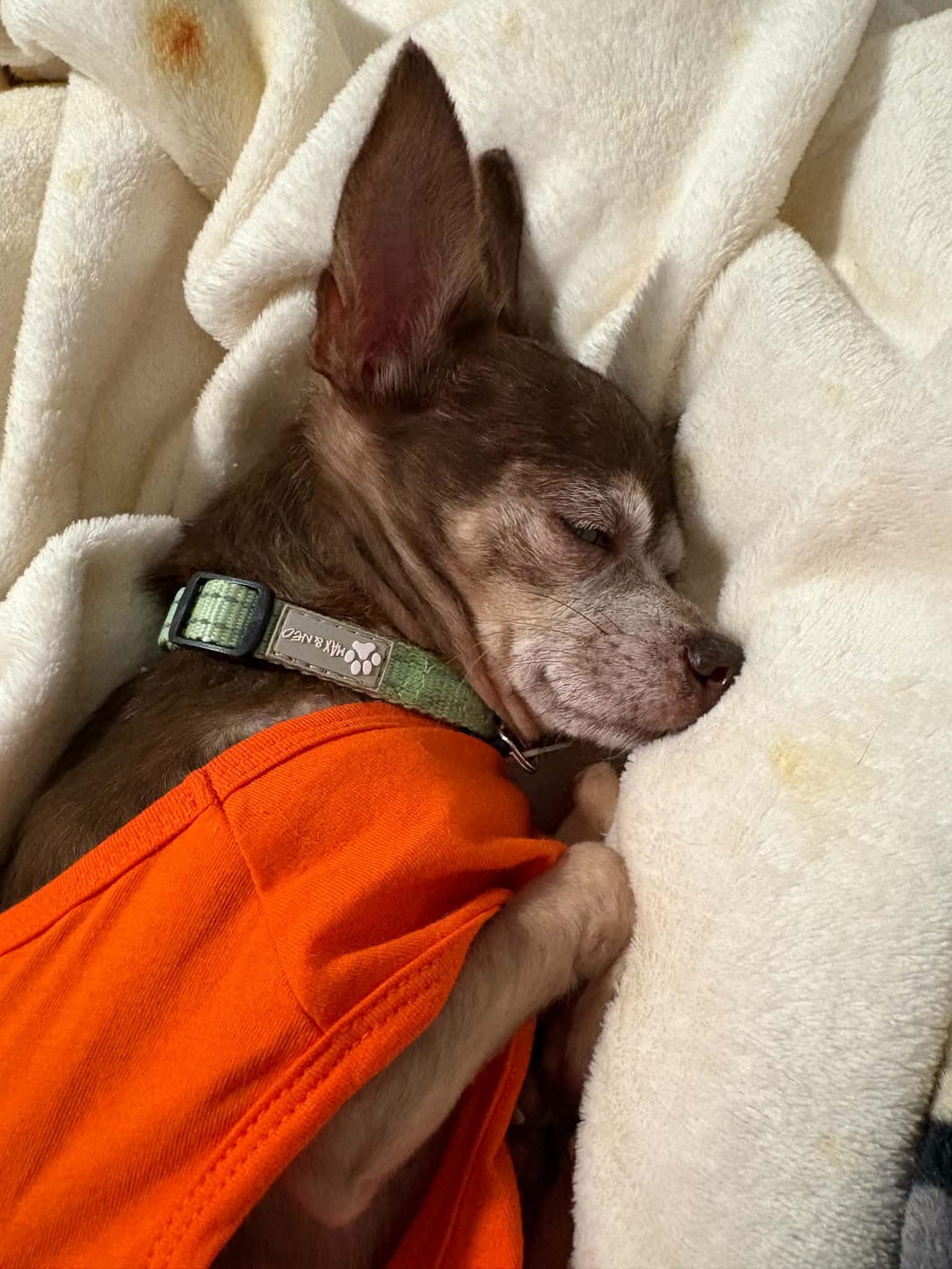 Enlarge Refried, a Adopted Chihuahua in Phoenix, AZ image 5/6