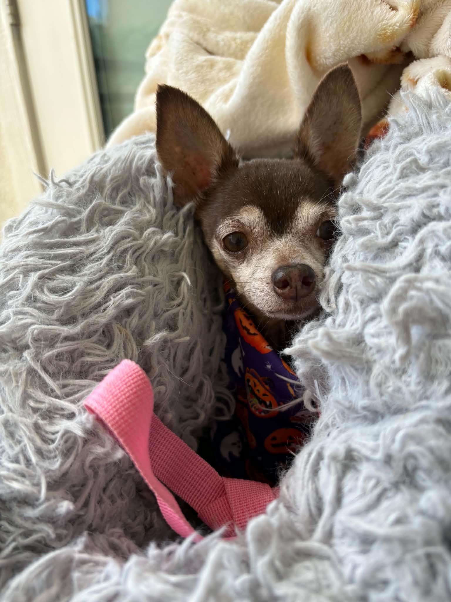 Enlarge Refried, a Adopted Chihuahua in Phoenix, AZ image 4/6