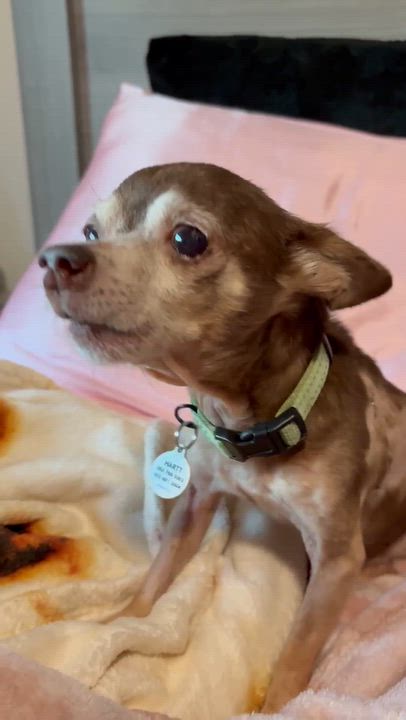 Enlarge Refried, a Adopted Chihuahua in Phoenix, AZ video 6/6