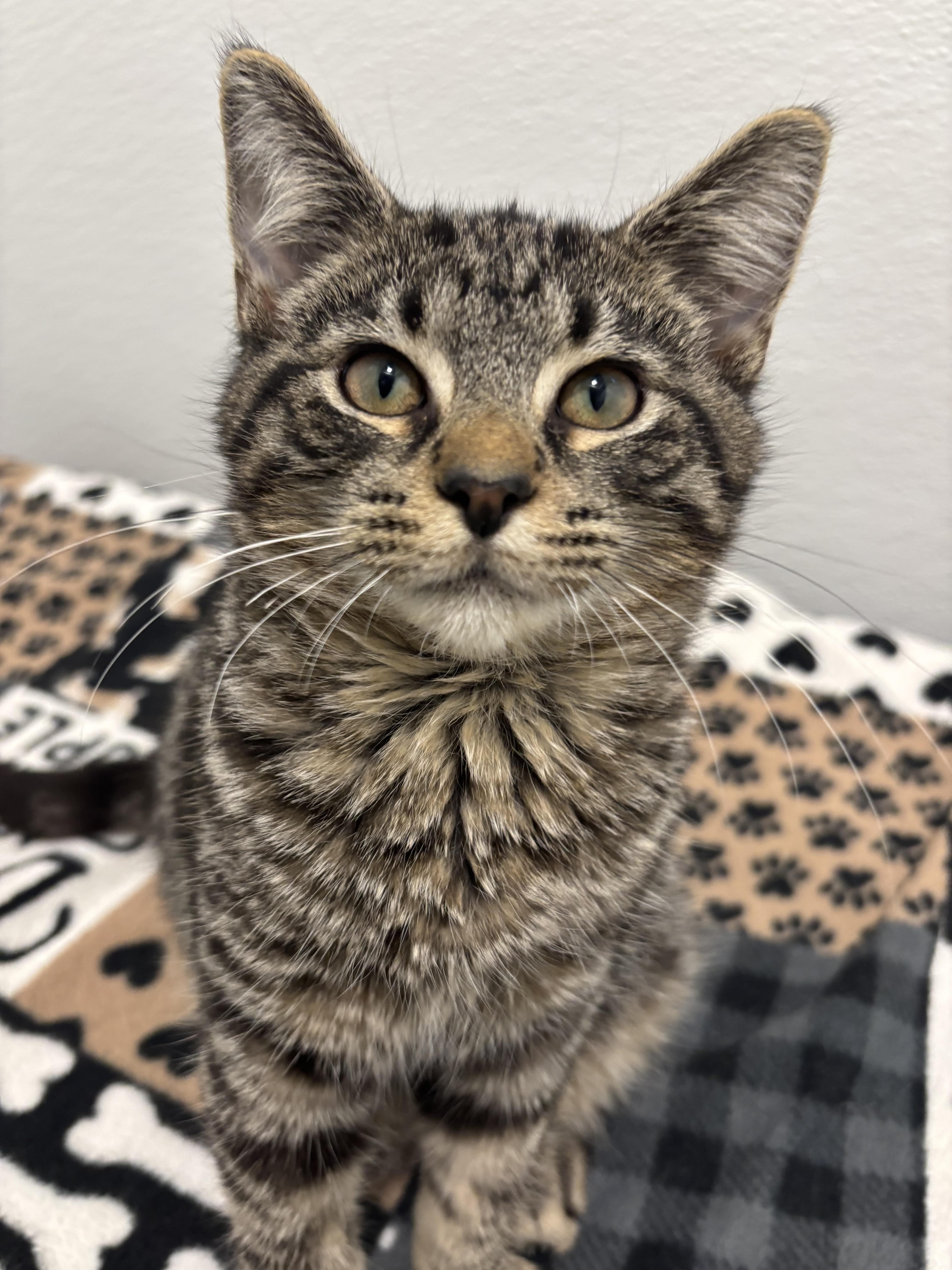 Polie, Adoptable, Kitten Female Domestic Short Hair.