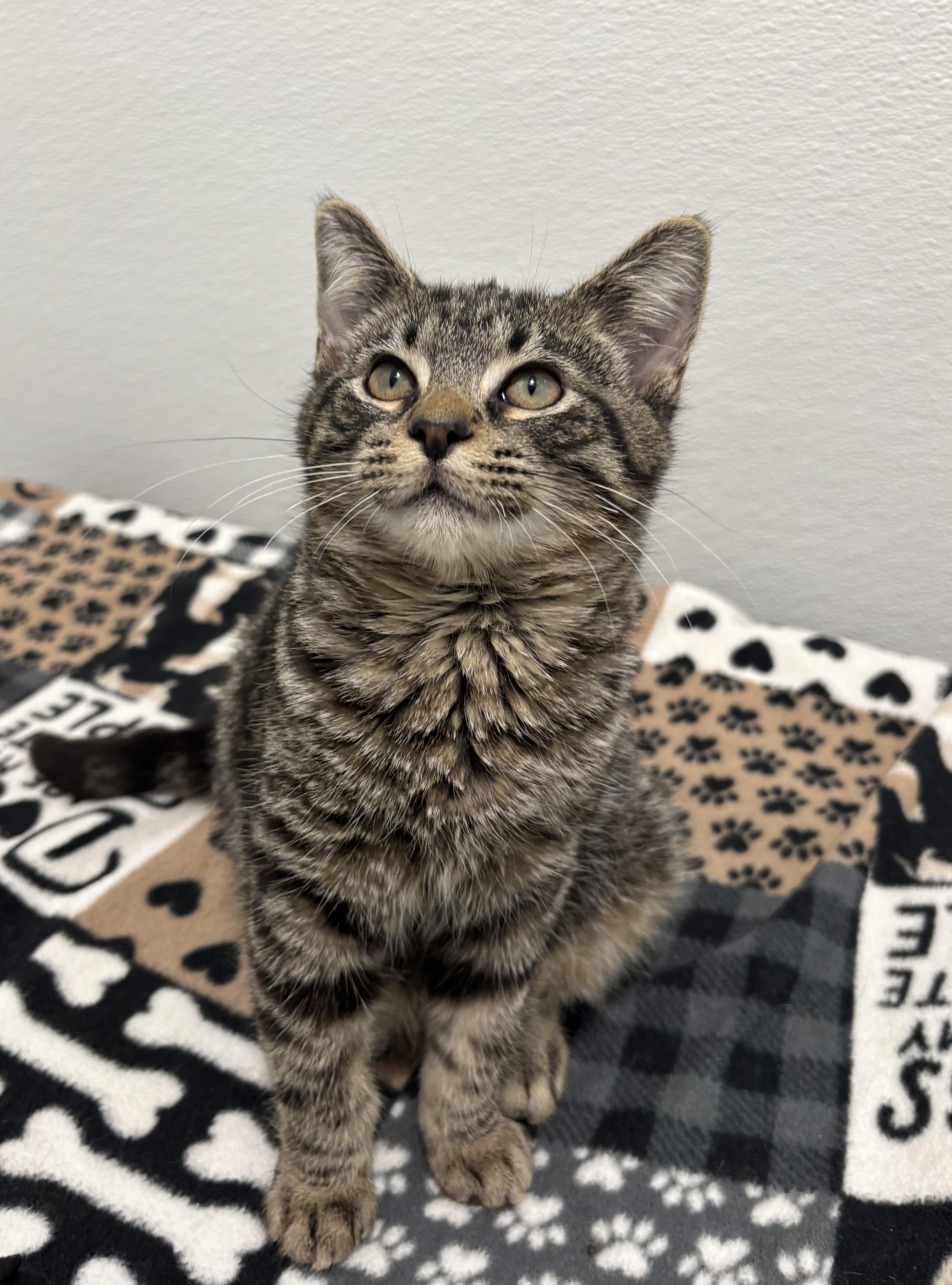 Enlarge Polie, a Adoptable Domestic Short Hair in Chicago, IL image 2/5