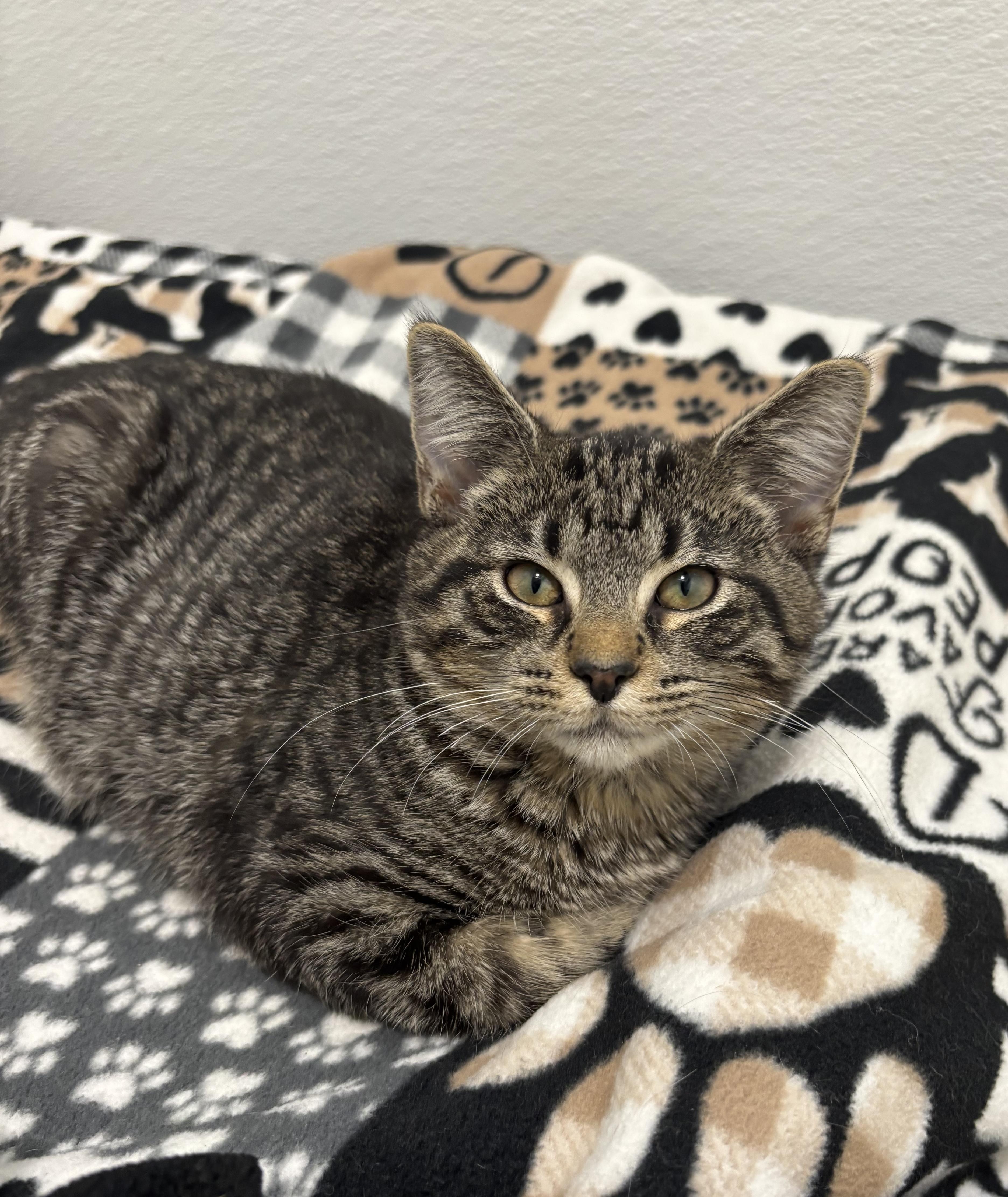 Enlarge Polie, a Adoptable Domestic Short Hair in Chicago, IL image 3/5