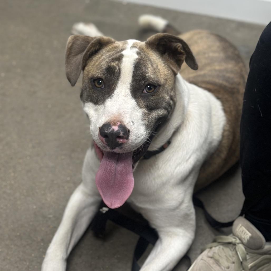 Harley, Adoptable, Young Male Mixed Breed.