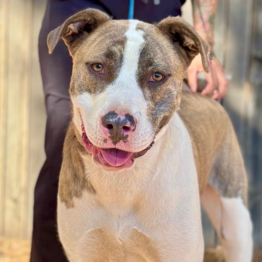 Harley, a Adoptable Mixed Breed in Midland, TX image 2/2