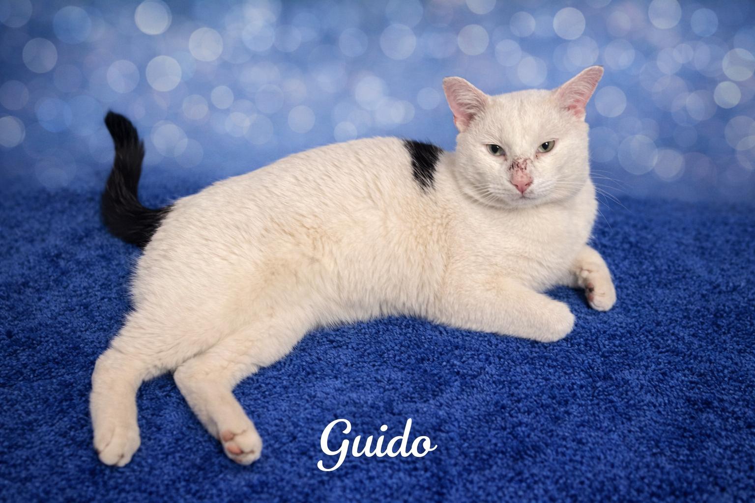 Guido-Professional Cuddler, adoptable, Adult Male Domestic Short Hair.