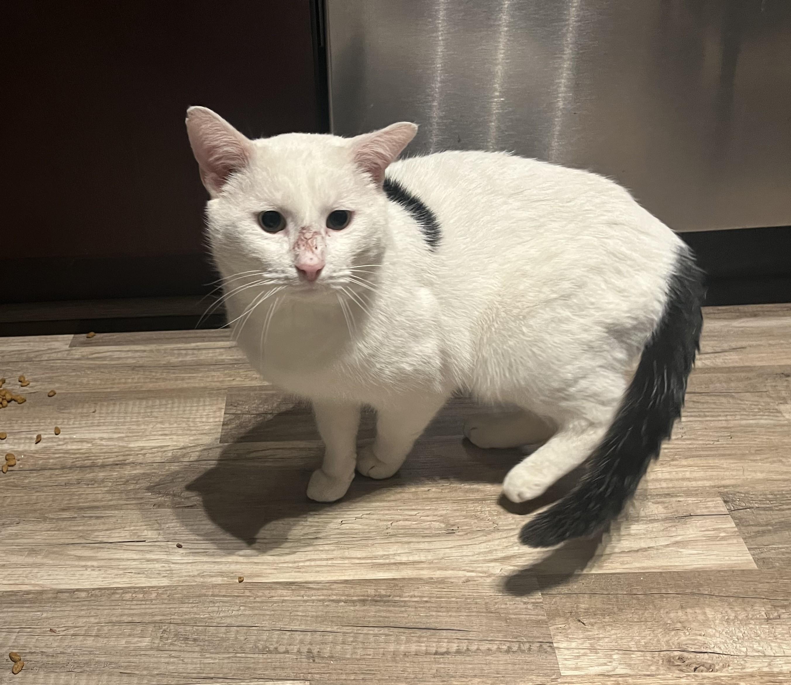 Enlarge Guido-Professional Cuddler, an adoptable Domestic Short Hair in Laurel, MD image 3/6