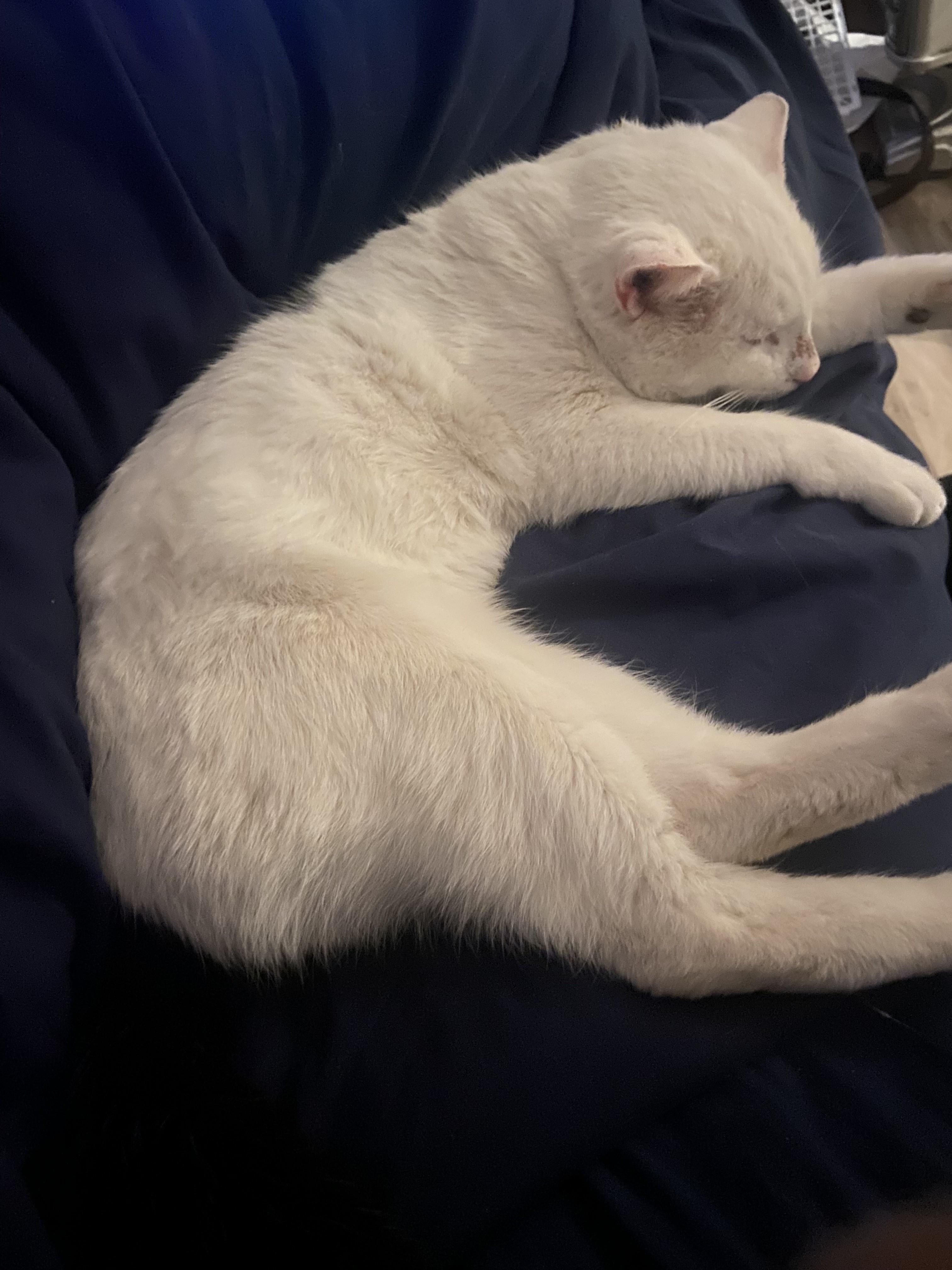 Enlarge Guido-Professional Cuddler, an adoptable Domestic Short Hair in Laurel, MD image 5/6