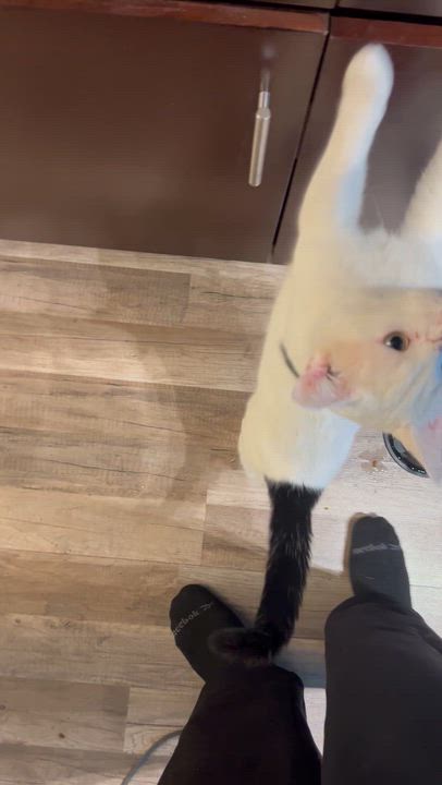 Enlarge Guido-Professional Cuddler, an adoptable Domestic Short Hair in Laurel, MD video 6/6