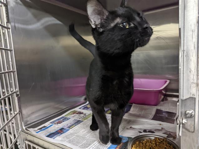 NYLA, Adoptable, Adult Female Domestic Short Hair & Domestic Short Hair.