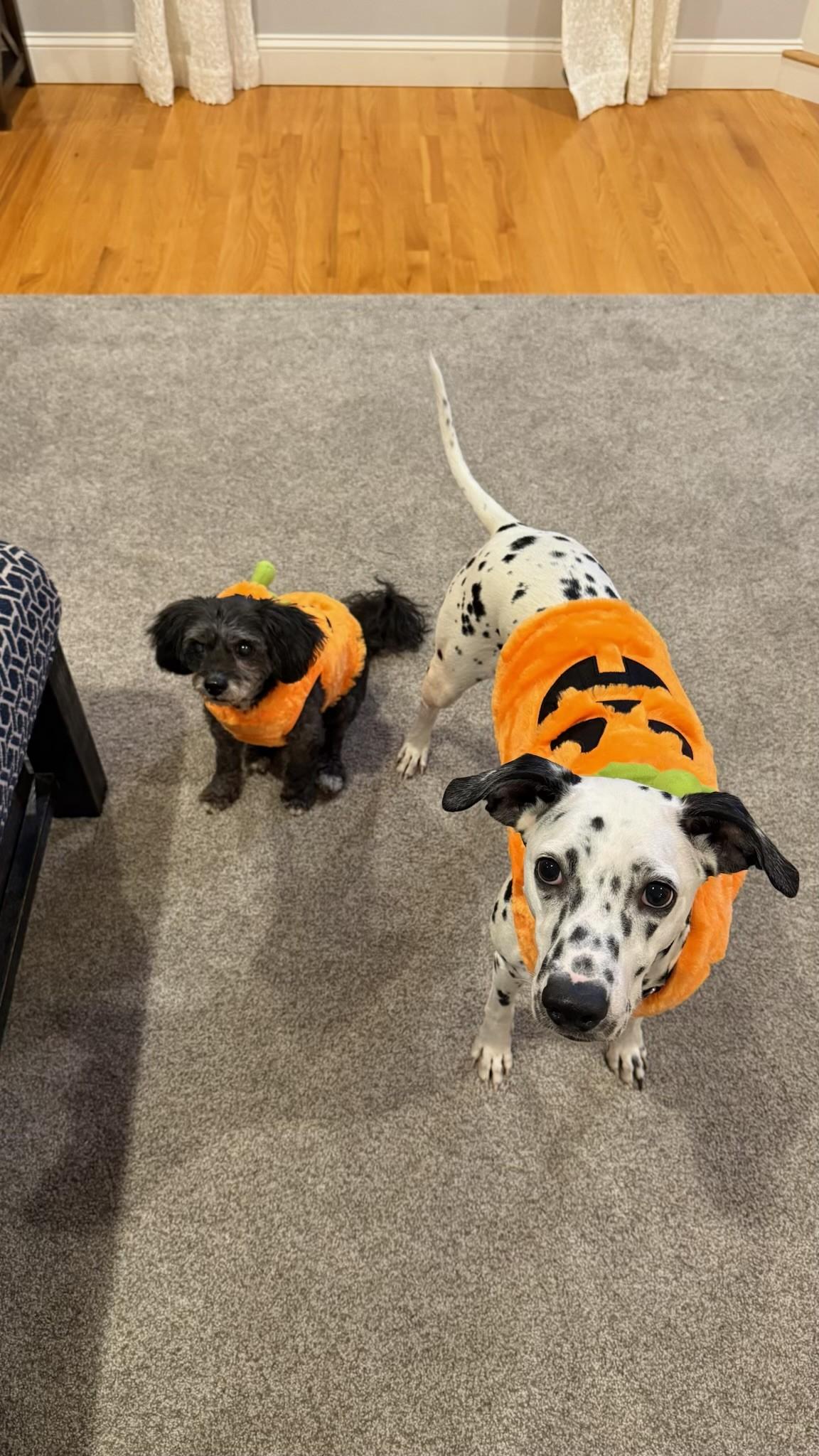 Lucy-Lunenburg, MA, a Adoptable Dalmatian in Lunenburg, MA image 2/6