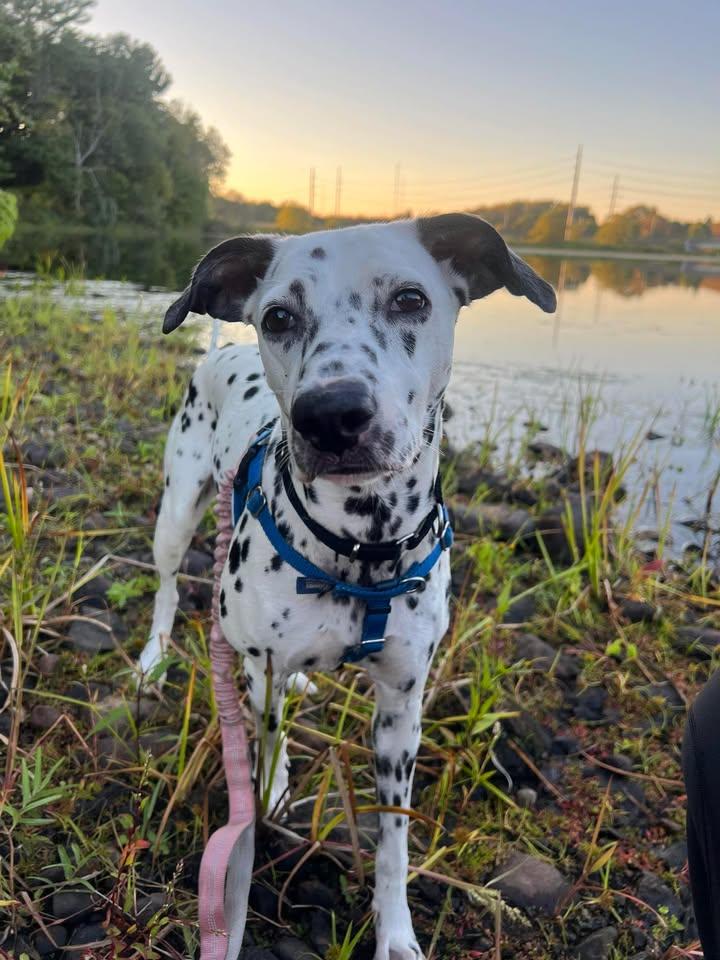 Lucy-Lunenburg, MA, Adoptable, Young Female Dalmatian.