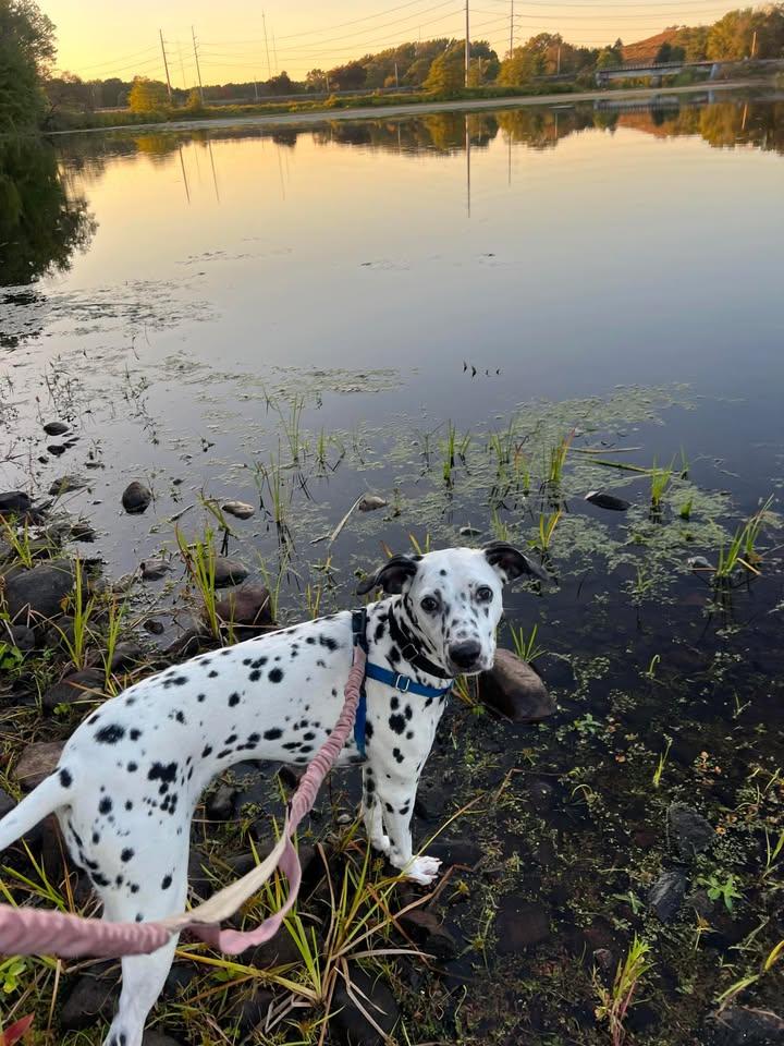 Lucy-Lunenburg, MA, a Adoptable Dalmatian in Lunenburg, MA image 3/6