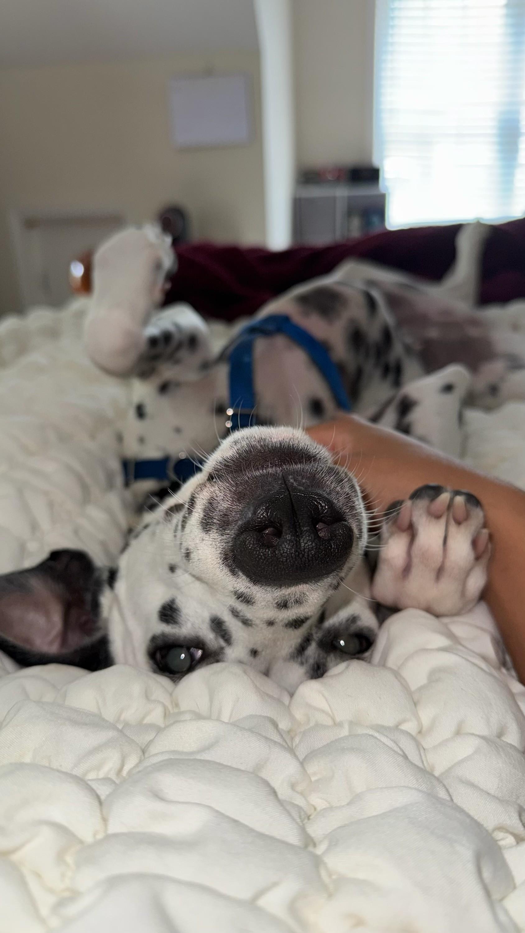 Lucy-Lunenburg, MA, a Adoptable Dalmatian in Lunenburg, MA image 5/6