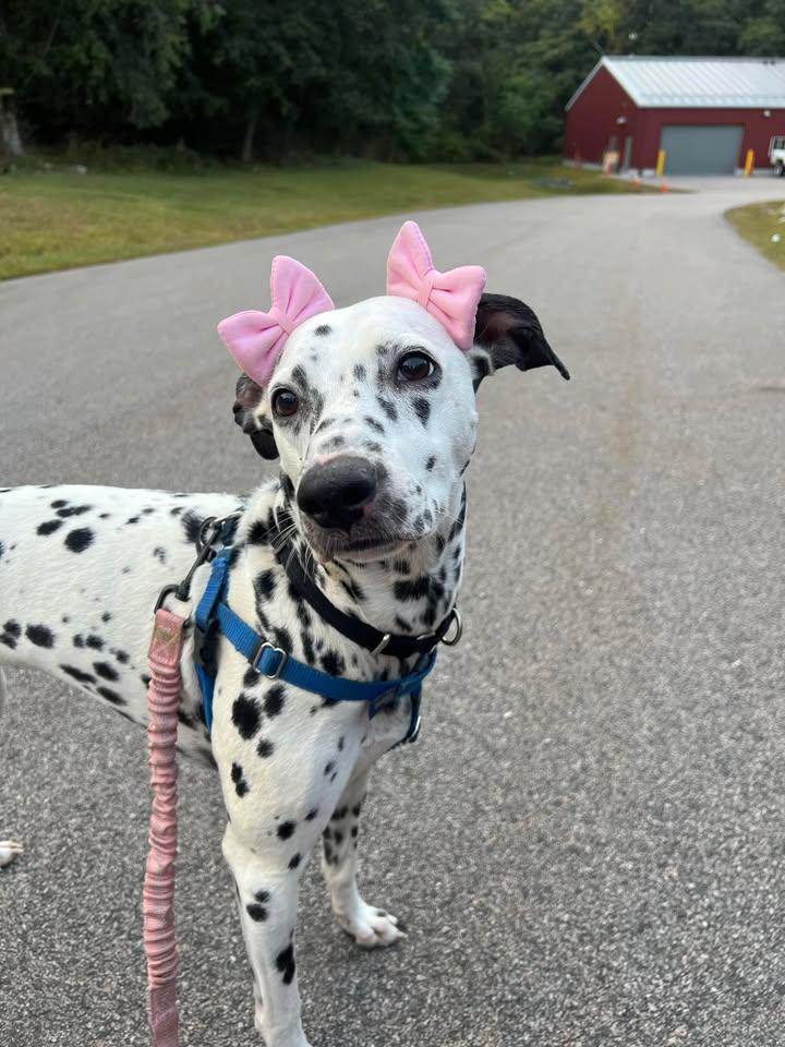 Lucy-Lunenburg, MA, a Adoptable Dalmatian in Lunenburg, MA image 6/6