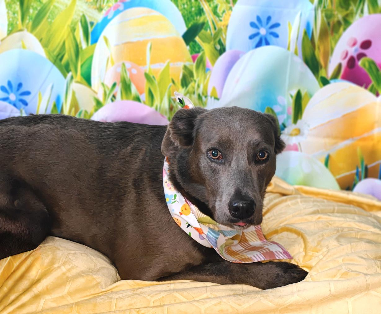 Enlarge Soji, a Adoptable mixed breed in CLARKSVILLE, TN image 1/1