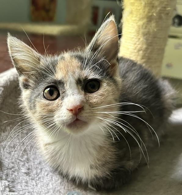 Enlarge Sydney, a ADOPTABLE Domestic Short Hair in Reynoldsburg, OH image 2/2