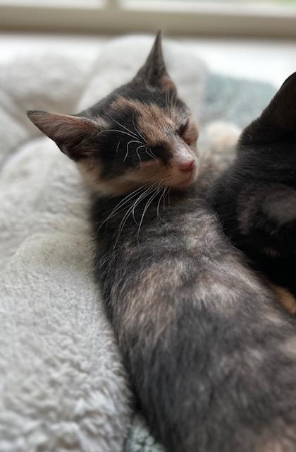 Enlarge Sydney, a ADOPTABLE Domestic Short Hair in Reynoldsburg, OH image 1/2