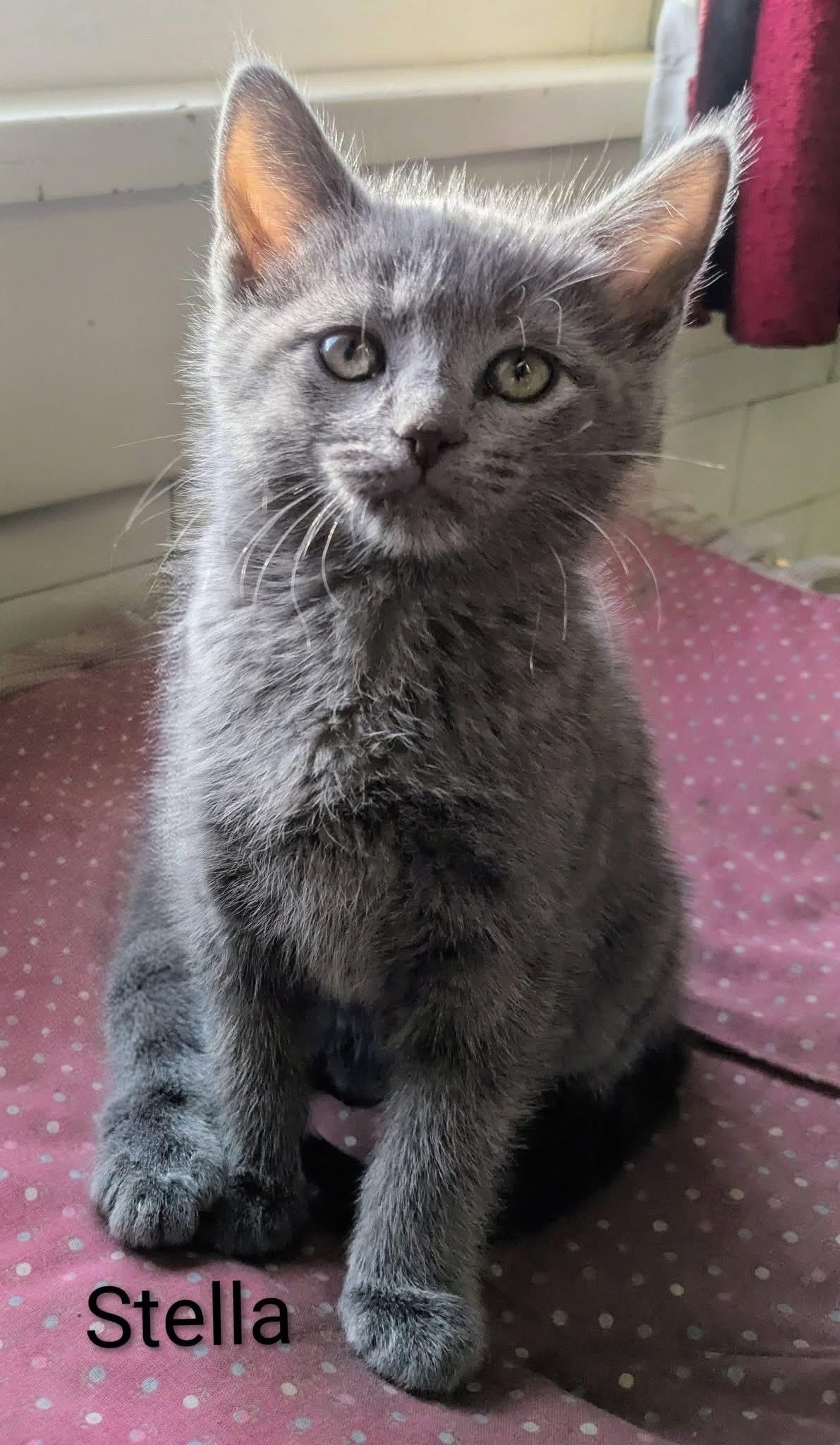 Enlarge Stella & Abner, an adopted mixed breed in Massillon, OH image 2/4